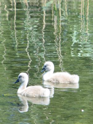 die h&auml;&szlig;lichen Entlein?